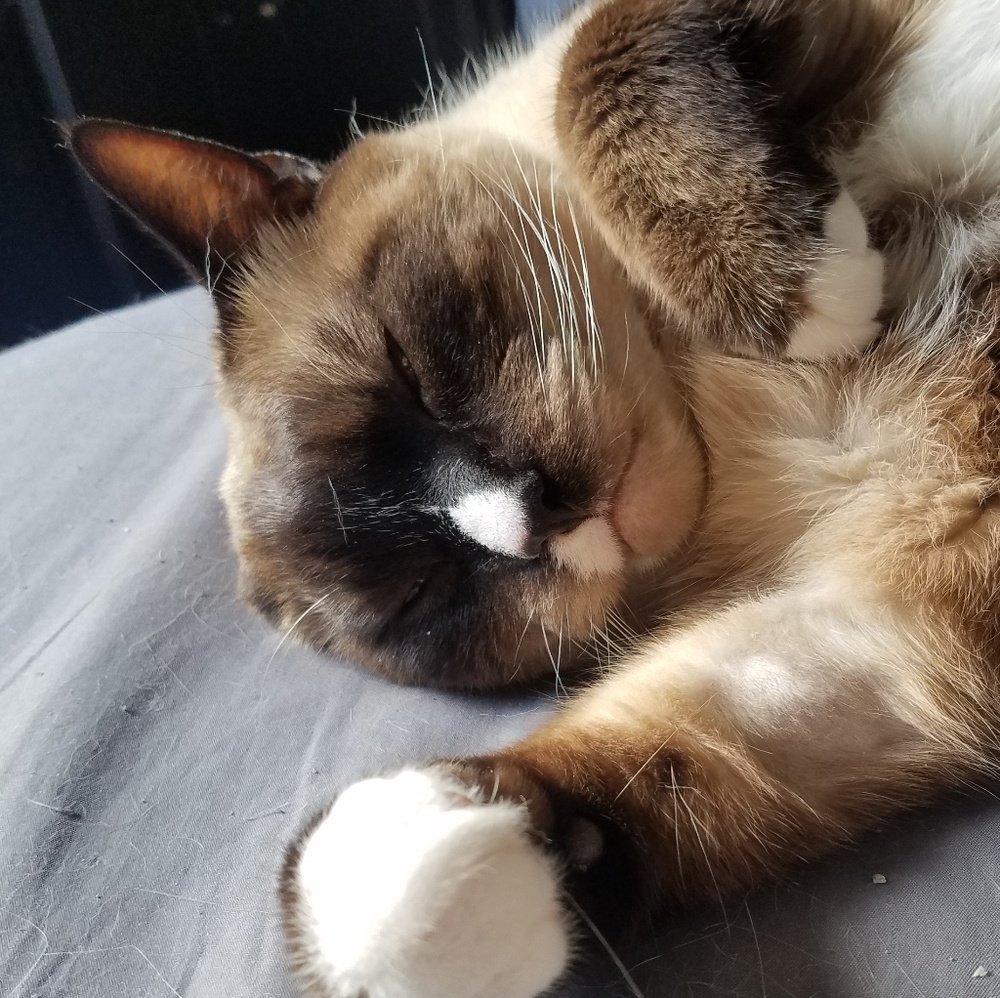 Meet your Posher, Hannah